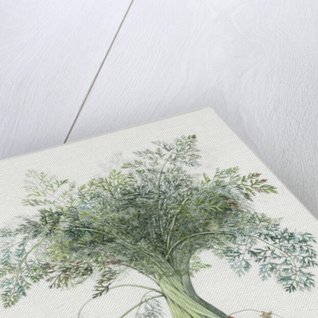 Carrots, 1995 by Margaret Ann Eden