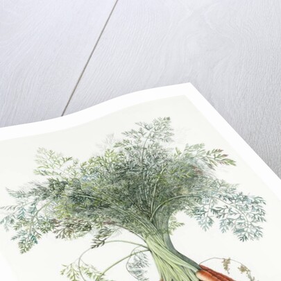 Carrots, 1995 by Margaret Ann Eden