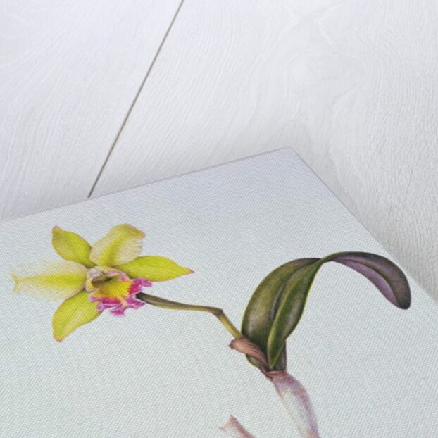 Brassolaeliocattleya Greenwich, Elmhurst by Margaret Ann Eden