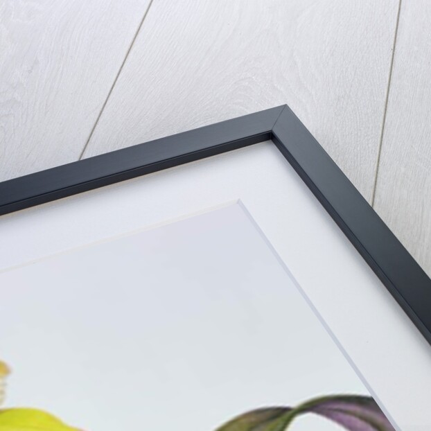 Brassolaeliocattleya Greenwich, Elmhurst by Margaret Ann Eden