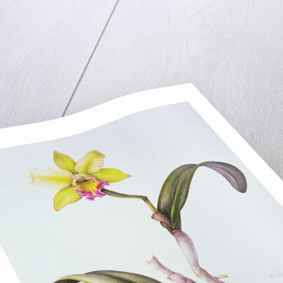 Brassolaeliocattleya Greenwich, Elmhurst by Margaret Ann Eden