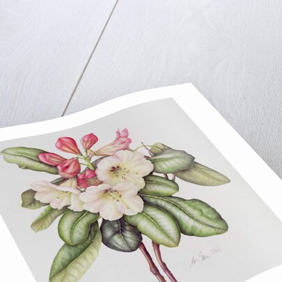 Rhododendron by Margaret Ann Eden