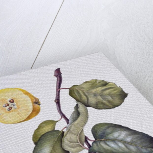 Quince by Margaret Ann Eden