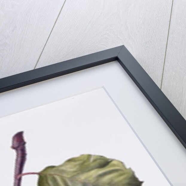 Quince by Margaret Ann Eden