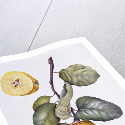 Quince by Margaret Ann Eden