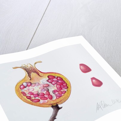 Cut Pomegranate by Margaret Ann Eden