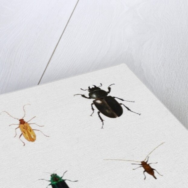 Bugs, 2011 by Eleanor Grafton