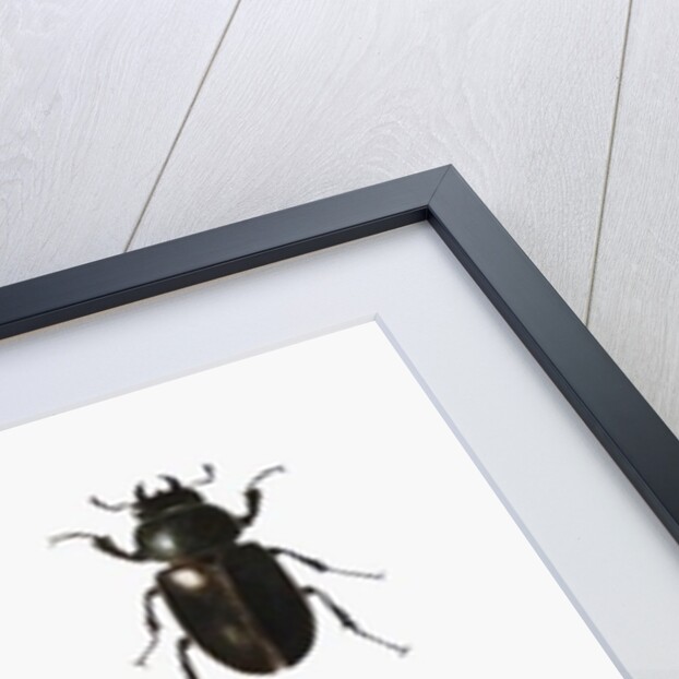 Bugs, 2011 by Eleanor Grafton