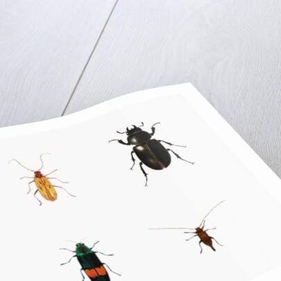 Bugs, 2011 by Eleanor Grafton