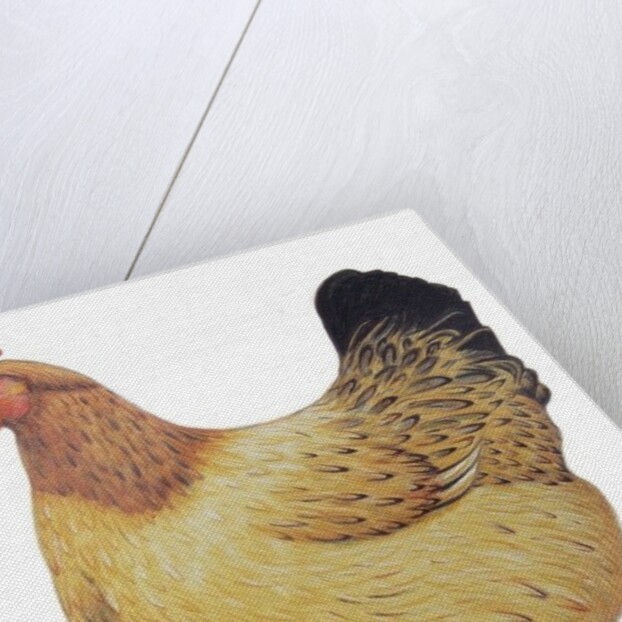 Chicken, 2012 by Eleanor Grafton