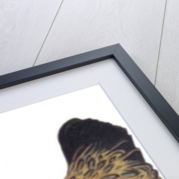 Chicken, 2012 by Eleanor Grafton