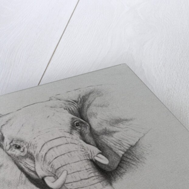 Elephant, 2011 by Eleanor Grafton