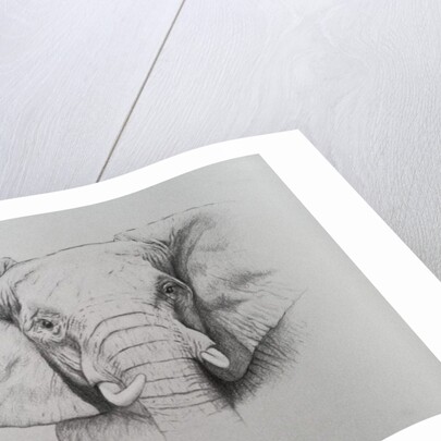 Elephant, 2011 by Eleanor Grafton