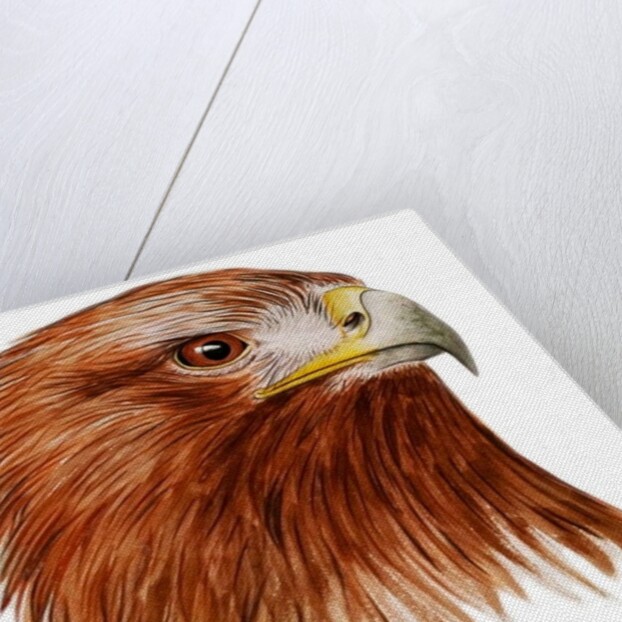 Golden Eagle, 2011 by Eleanor Grafton