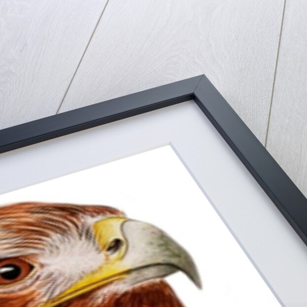 Golden Eagle, 2011 by Eleanor Grafton