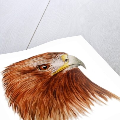 Golden Eagle, 2011 by Eleanor Grafton