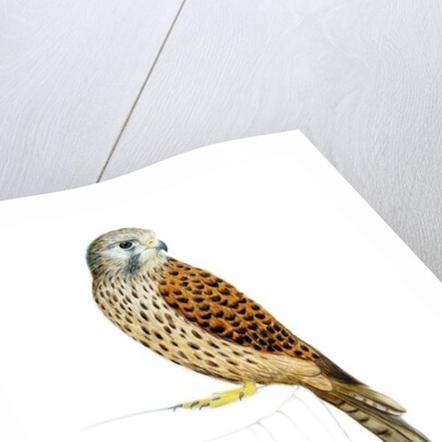 Kestrel, 2011 by Eleanor Grafton