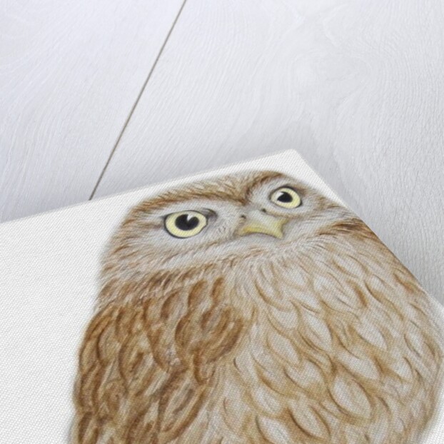 Little Owl, 2011 by Eleanor Grafton