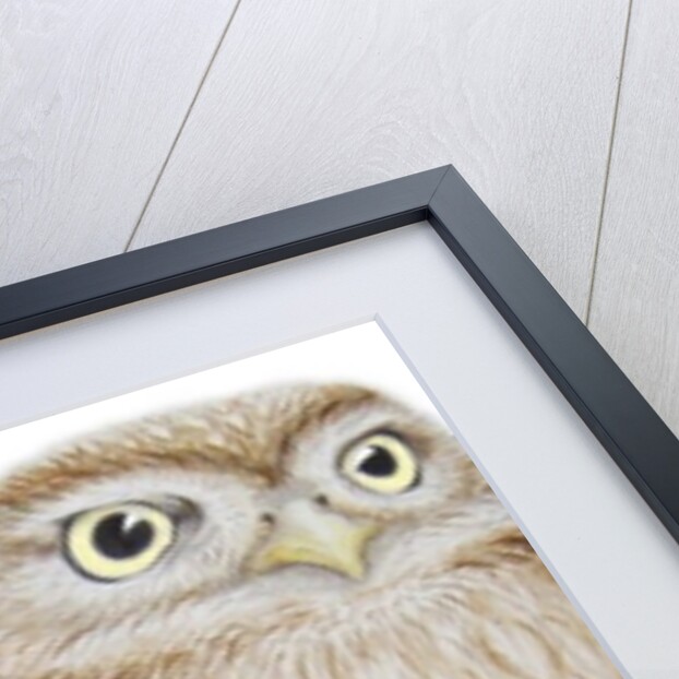 Little Owl, 2011 by Eleanor Grafton