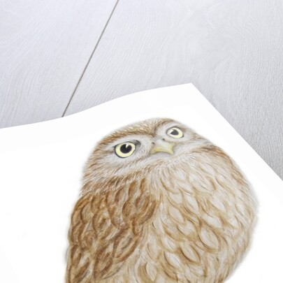 Little Owl, 2011 by Eleanor Grafton