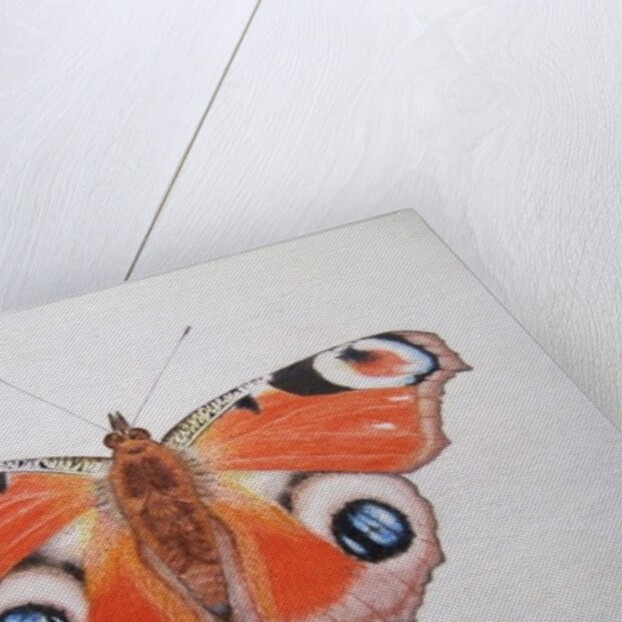 Peacock Butterfly, 2012 by Eleanor Grafton