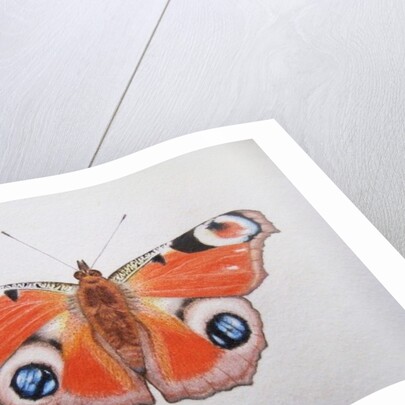 Peacock Butterfly, 2012 by Eleanor Grafton