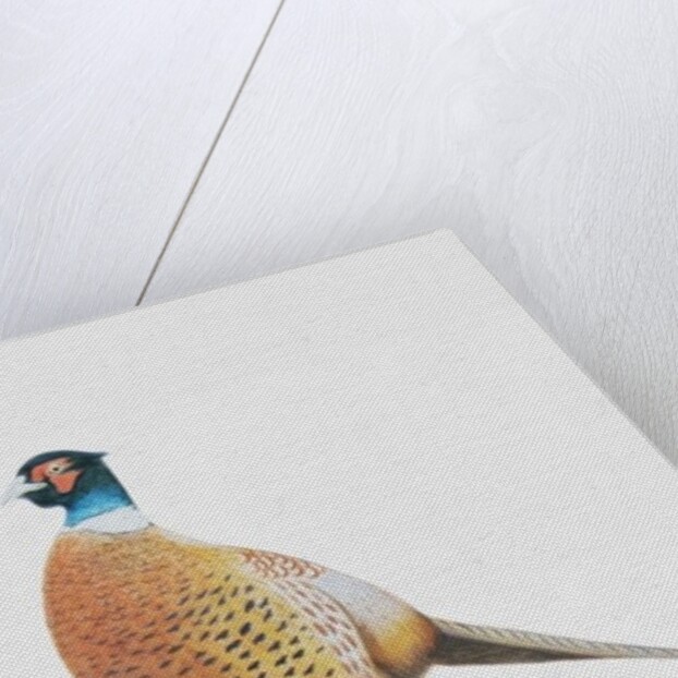 Pheasant, 2012 by Eleanor Grafton