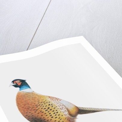 Pheasant, 2012 by Eleanor Grafton