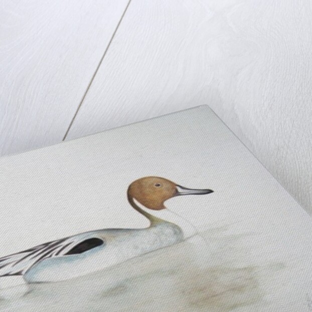 Pintail Duck, 2011 by Eleanor Grafton