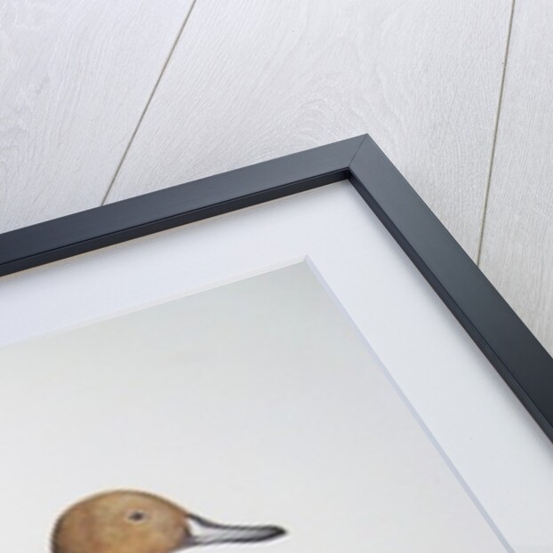 Pintail Duck, 2011 by Eleanor Grafton