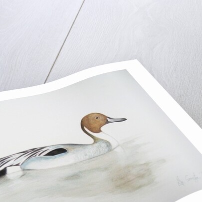 Pintail Duck, 2011 by Eleanor Grafton