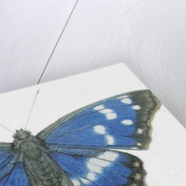 Purple Emperor, 2012 by Eleanor Grafton