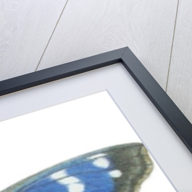 Purple Emperor, 2012 by Eleanor Grafton