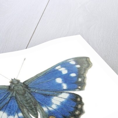 Purple Emperor, 2012 by Eleanor Grafton