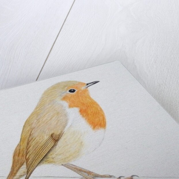 Robin, 2011 by Eleanor Grafton