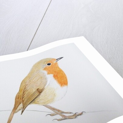 Robin, 2011 by Eleanor Grafton