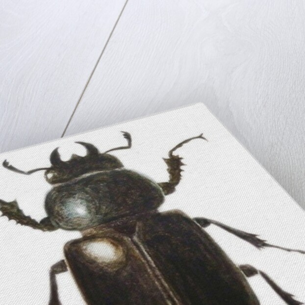 Stag Beetle, 2011 by Eleanor Grafton