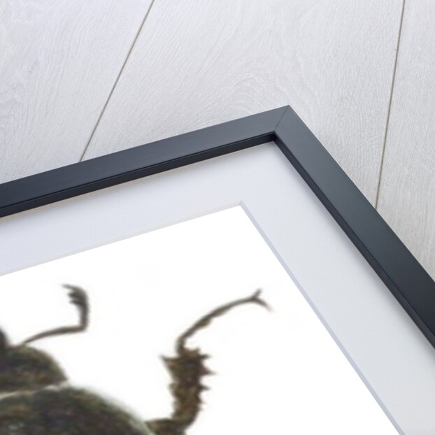 Stag Beetle, 2011 by Eleanor Grafton