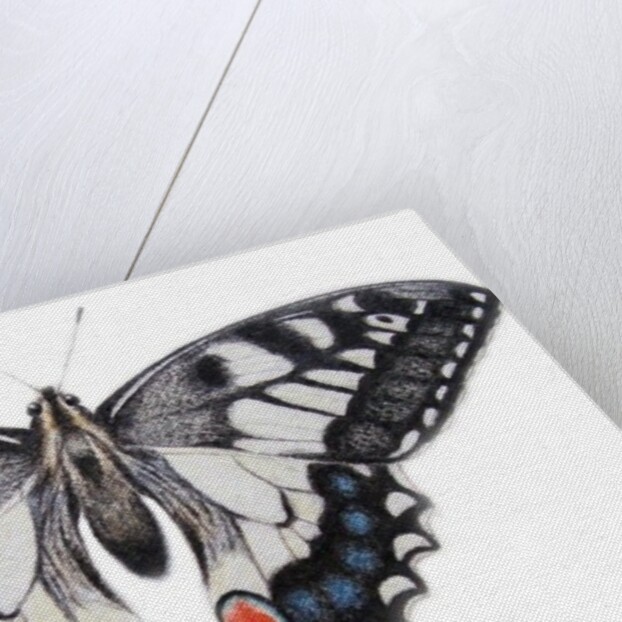 Swallowtail, 2012 by Eleanor Grafton