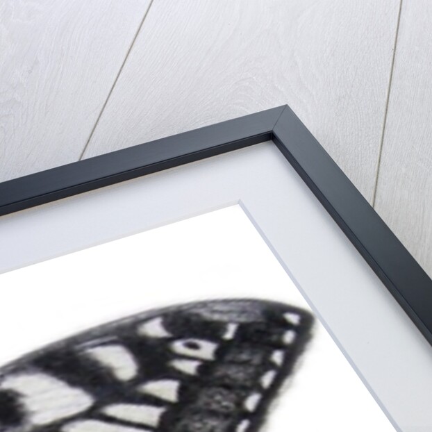 Swallowtail, 2012 by Eleanor Grafton