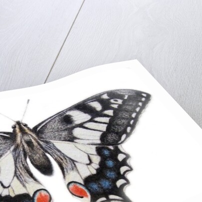 Swallowtail, 2012 by Eleanor Grafton