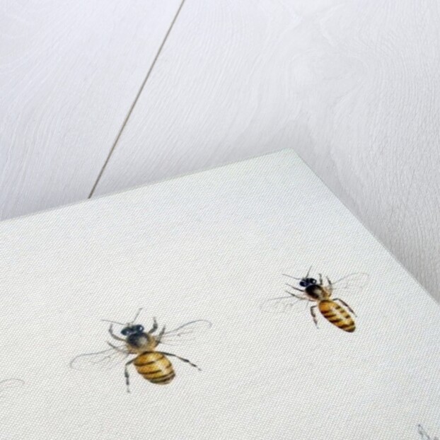 Three Bees, 2012 by Eleanor Grafton