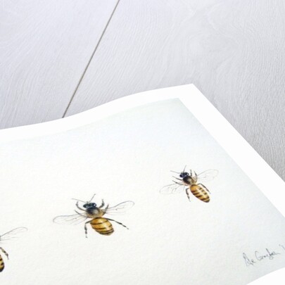 Three Bees, 2012 by Eleanor Grafton