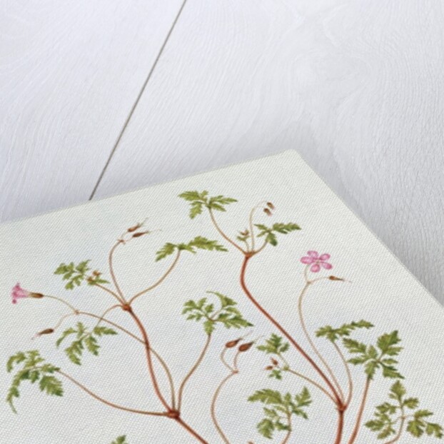 Herb Robert by Diana Everett