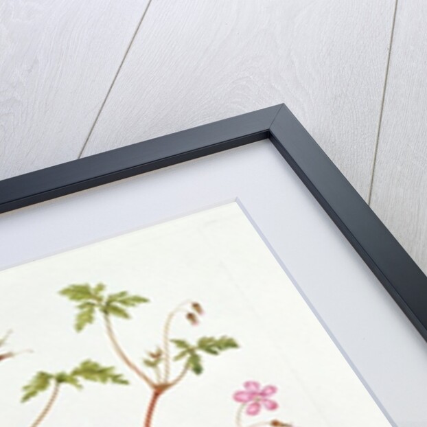 Herb Robert by Diana Everett