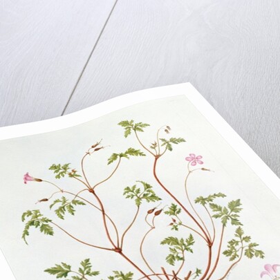 Herb Robert by Diana Everett