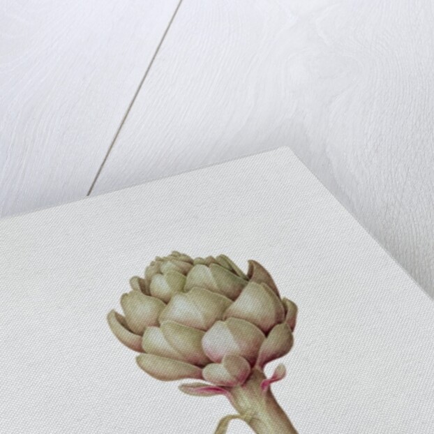 Artichoke, 1999 by Diana Everett