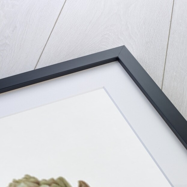 Artichoke, 1999 by Diana Everett