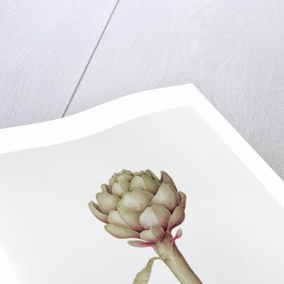 Artichoke, 1999 by Diana Everett