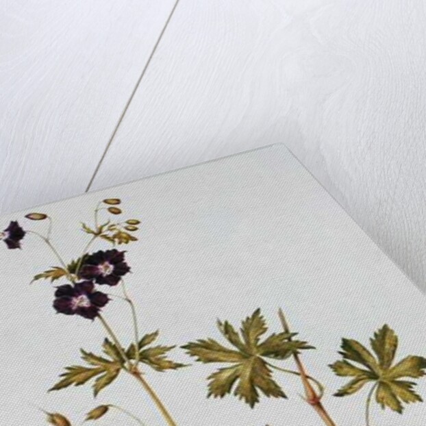 Dusky Cranesbill by Diana Everett